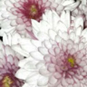 Meet your Posher, Christy